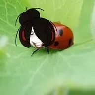 jeff_the_killer ladybug maya meme ongezellig // 200x200 // 4.7KB
