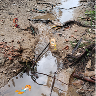 artist:talentless_animator coco maya meta:general_fanart mymy tagme // 2048x2048 // 7.4MB