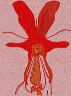 distorted mymy seethe variant:feraljak // 374x501 // 434KB